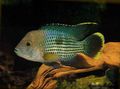 Elongated Aquarium Fish Green terror care and characteristics, Photo