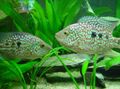 Spotted Green Texas Cichlid Aquarium Fish, Photo and characteristics