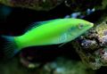 Elongated Aquarium Fish Green wrasse, Pastel-green wrasse care and characteristics, Photo