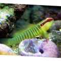 Elongated Aquarium Fish Greenbanded Goby care and characteristics, Photo