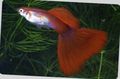 Red Aquarium Fish Guppy, Poecilia reticulata characteristics, Photo