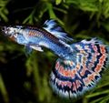 Motley Guppy Aquarium Fish, Photo and characteristics