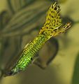 Green Aquarium Fish Guppy, Poecilia reticulata characteristics, Photo