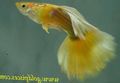 Yellow Aquarium Fish Guppy, Poecilia reticulata characteristics, Photo