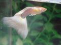 White Guppy Aquarium Fish, Photo and characteristics
