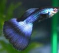 Blue Guppy Aquarium Fish, Photo and characteristics