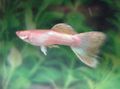 Pink Aquarium Fish Guppy, Poecilia reticulata characteristics, Photo