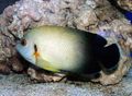 Oval Half Black Angelfish care and characteristics, Photo