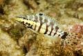 Striped Harlequin Bass Aquarium Fish, Photo and characteristics