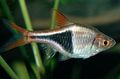 Photo Aquarium Fish Harlequin Rasbora characteristics