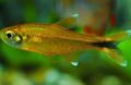 Gold Hasemania nana Aquarium Fish, Photo and characteristics