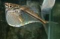 Dreieckig Zierfische Hatchetfish kümmern und Merkmale, Foto