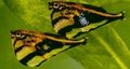 Getupft Hatchetfish Zierfische, Foto und Merkmale