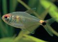 Silver Head and tail light tetra Aquarium Fish, Photo and characteristics