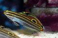 Elongated Aquarium Fish Hector's Goby care and characteristics, Photo