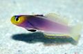 Purple Helfrich firefish, Photo and characteristics