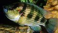 Striped Hemichromis fasciatus Aquarium Fish, Photo and characteristics