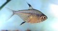 Silver Hemigrammus unilineatus Aquarium Fish, Photo and characteristics