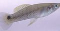 Silver Heterandria Aquarium Fish, Photo and characteristics