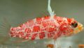 Oval Aquarium Fish Highfin Perchlet care and characteristics, Photo