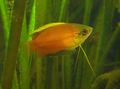Oval Aquarium Fish Honey Dwarf Gourami care and characteristics, Photo