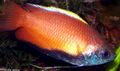 Rot Honigfadenfisch, Foto und Merkmale