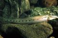 Serpentine Aquarium Fish Horseface Loach care and characteristics, Photo
