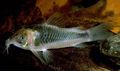 Green Horsemans Cory Aquarium Fish, Photo and characteristics