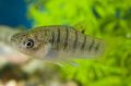 Striped Hump-backed Limia Aquarium Fish, Photo and characteristics
