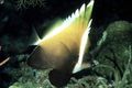 Brown Humphead bannerfish, Photo and characteristics