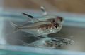 Silver Hyphessobrycon copelandi Aquarium Fish, Photo and characteristics