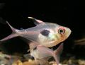 Silver Hyphessobrycon epicharis Aquarium Fish, Photo and characteristics