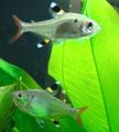 Silver Hyphessobrycon griemi Aquarium Fish, Photo and characteristics