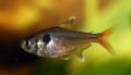 Elongated Aquarium Fish Hyphessobrycon roseus care and characteristics, Photo
