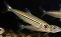 Striped Iguanodectes adujai Aquarium Fish, Photo and characteristics