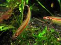 Subulate Aquarium Fish Iguanodectes geisleri care and characteristics, Photo