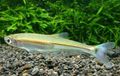 Subulate Aquarium Fish Iguanodectes spilurus care and characteristics, Photo