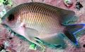 Oval Aquarium Fish Immaculate Damsel care and characteristics, Photo