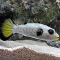 White Immaculatus Puffer Aquarium Fish, Photo and characteristics