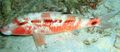 Länglich Zierfische Indian Goatfish kümmern und Merkmale, Foto