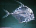 Runde Zierfische Indian Threadfish, Profilflosse Buchse kümmern und Merkmale, Foto