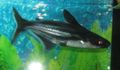 Photo Iridescent Shark Catfish description and characteristics