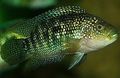 Elongated Aquarium Fish Jack Dempsey care and characteristics, Photo
