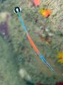 Serpentine Janss Pipefish care and characteristics, Photo