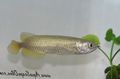 Silver Jardini Arowana, Australian Pearl Arowana Aquarium Fish, Photo and characteristics