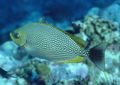 Spotted Java rabbitfish, Streaked spinefoot, Photo and characteristics