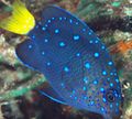 Blau Juwel Damselfish Zierfische, Foto und Merkmale