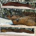 Spotted Jeweled Moray Eel Aquarium Fish, Photo and characteristics