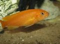 Yellow Johanni Cichlid Aquarium Fish, Photo and characteristics