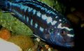Blue Johanni Cichlid Aquarium Fish, Photo and characteristics